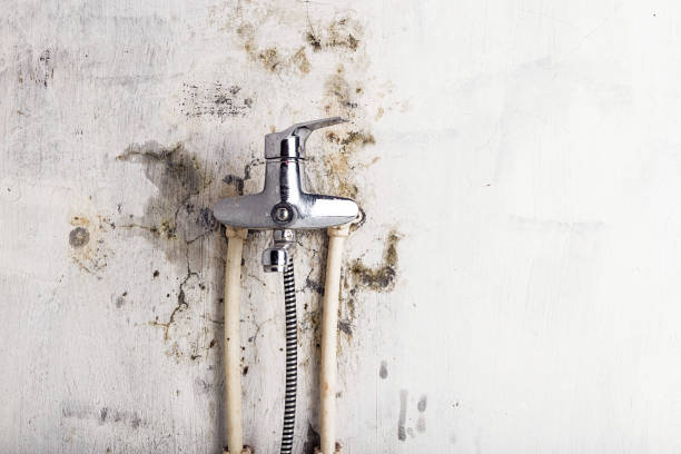 Best Emergency Mold Removal  in Marion, KY