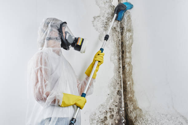 Best Black Mold Removal  in Marion, KY