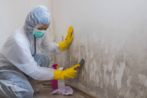 Best Fast Mold Removal  in Marion, KY