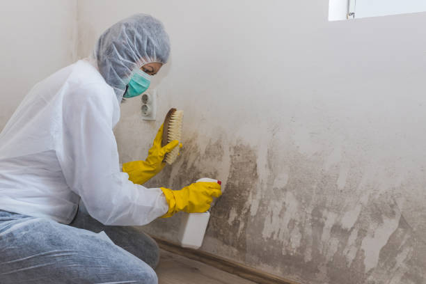 Best Emergency Mold Removal  in Marion, KY