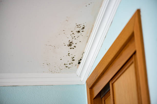 Best Mold Testing  in Marion, KY