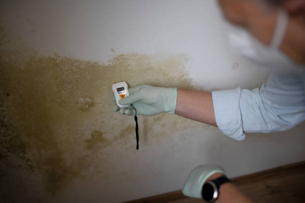 Best Attic Mold Removal  in Marion, KY