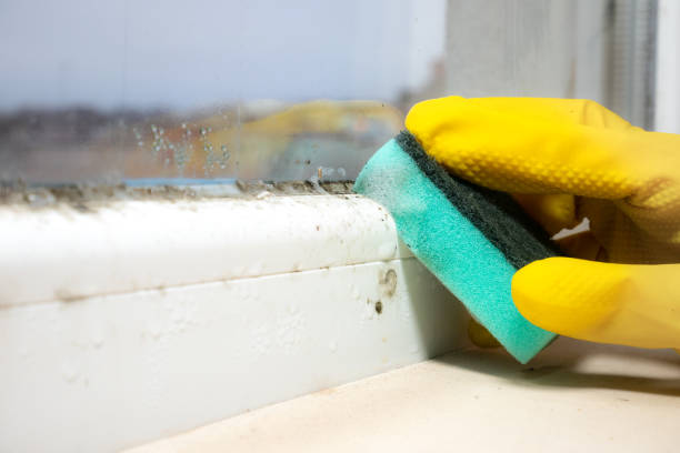 Best Commercial Mold Removal  in Marion, KY