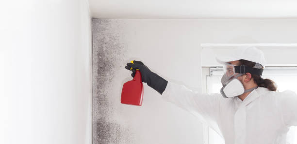Best Same-Day Mold Removal  in Marion, KY
