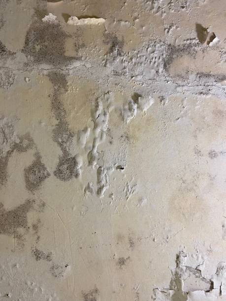 Best Attic Mold Removal  in Marion, KY
