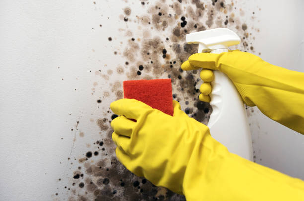 Best Certified Mold Removal  in Marion, KY