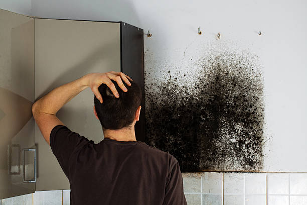 Best Black Mold Removal  in Marion, KY