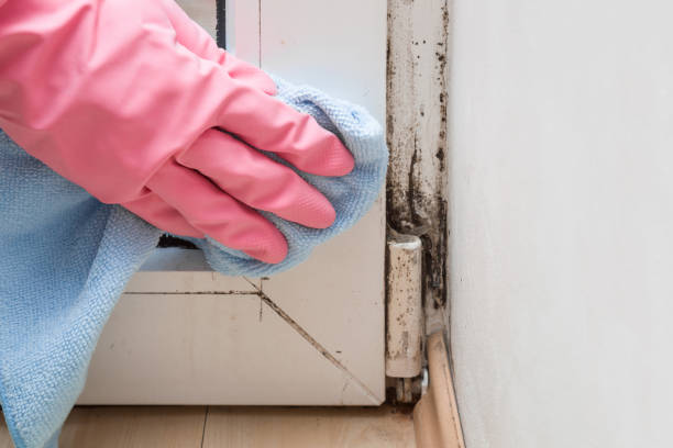Best Mold Remediation  in Marion, KY