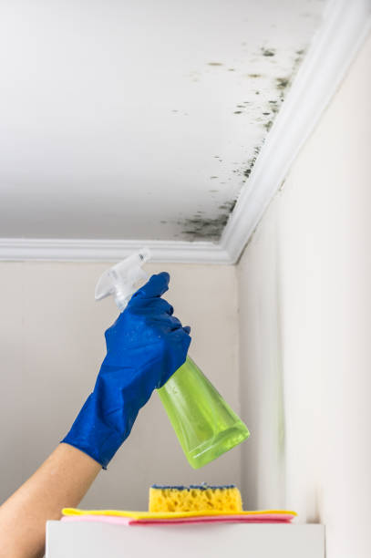 Best Mold Removal Company Near Me  in Marion, KY
